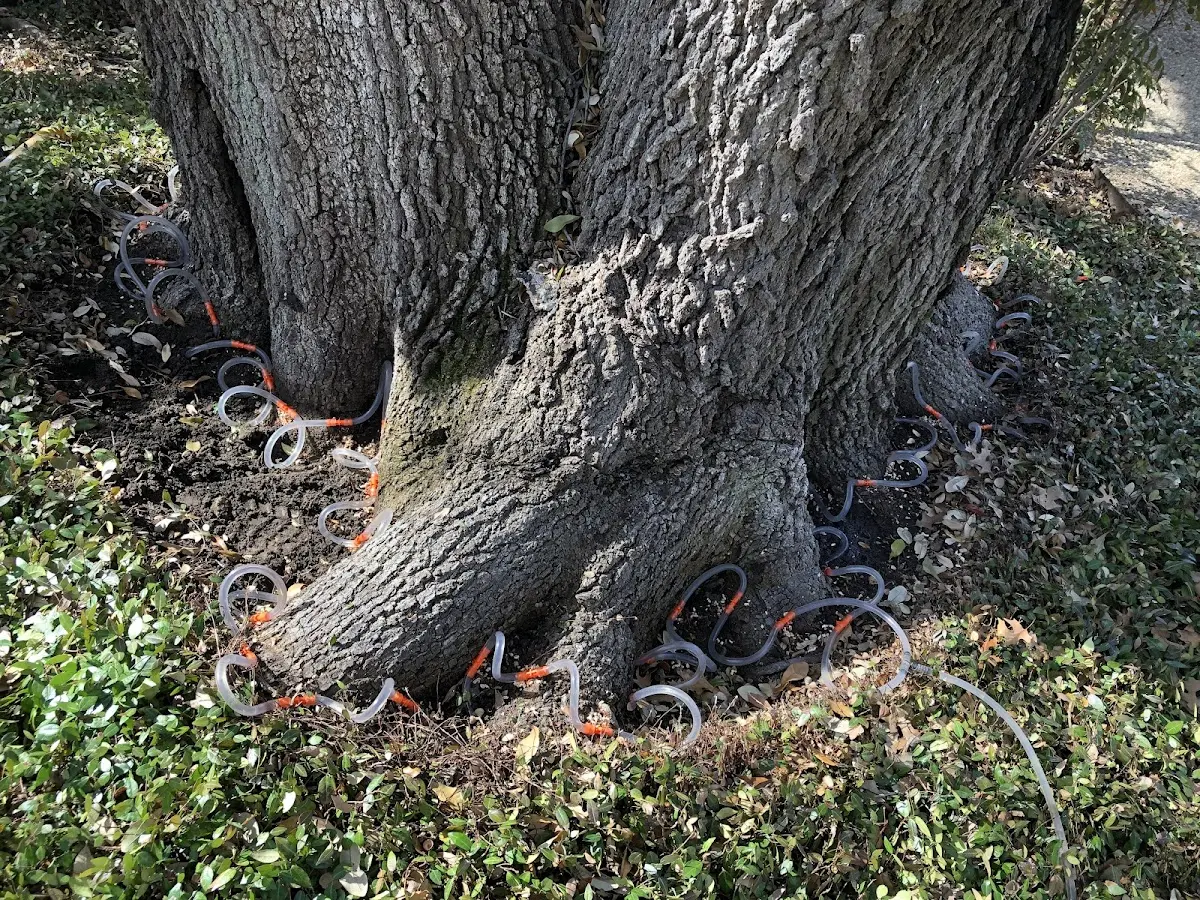 Detailed Tree Cabling and Bracing job site in Cowan